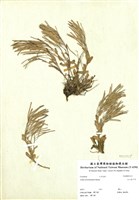 藏品(玉山筷子芥)的圖片